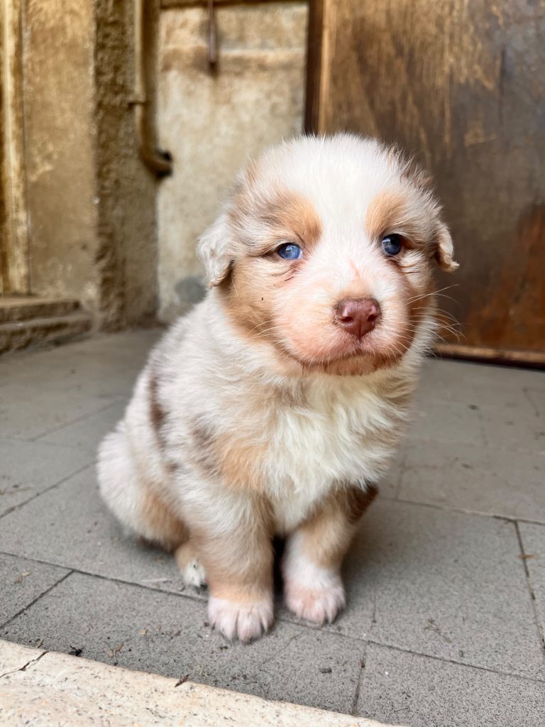 Cuccioli di pastore australiano