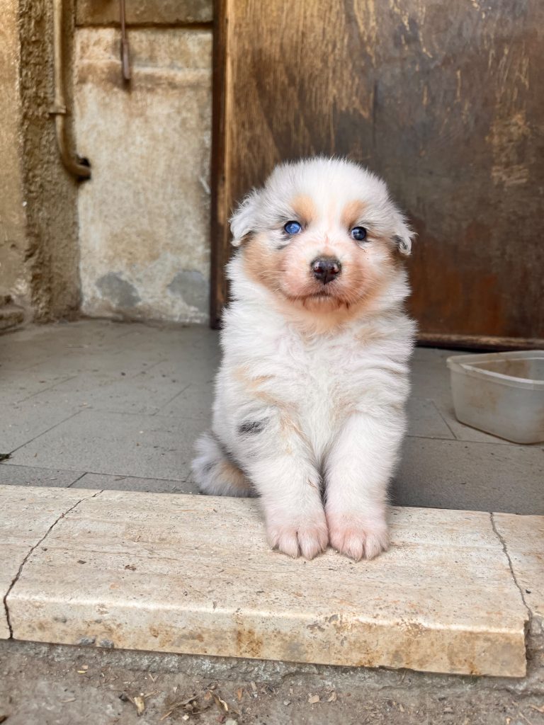 Cuccioli di pastore australiano