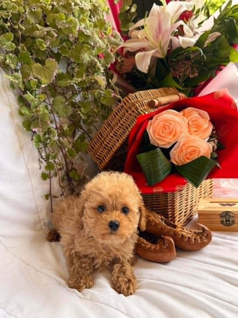 Bellissimi cuccioli di Barboncino Toy e Nano