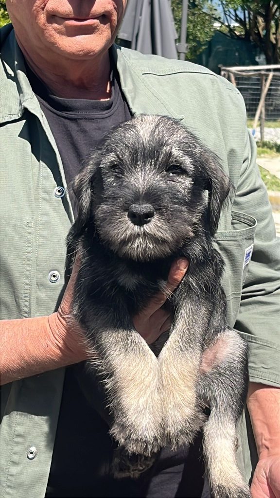 Cucciole schnauzer medio pepe e sale