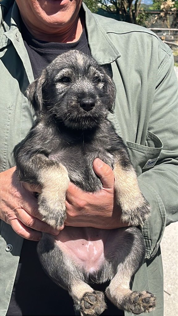 Cucciole schnauzer medio pepe e sale