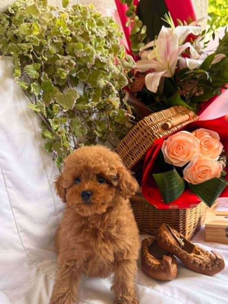 Bellissimi cuccioli di Barboncino Toy e Nano
