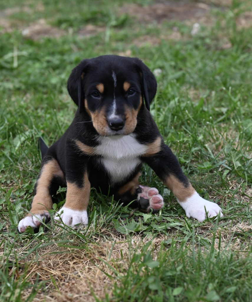 CUCCIOLI DI GRANDE BOVARO SVIZZERO