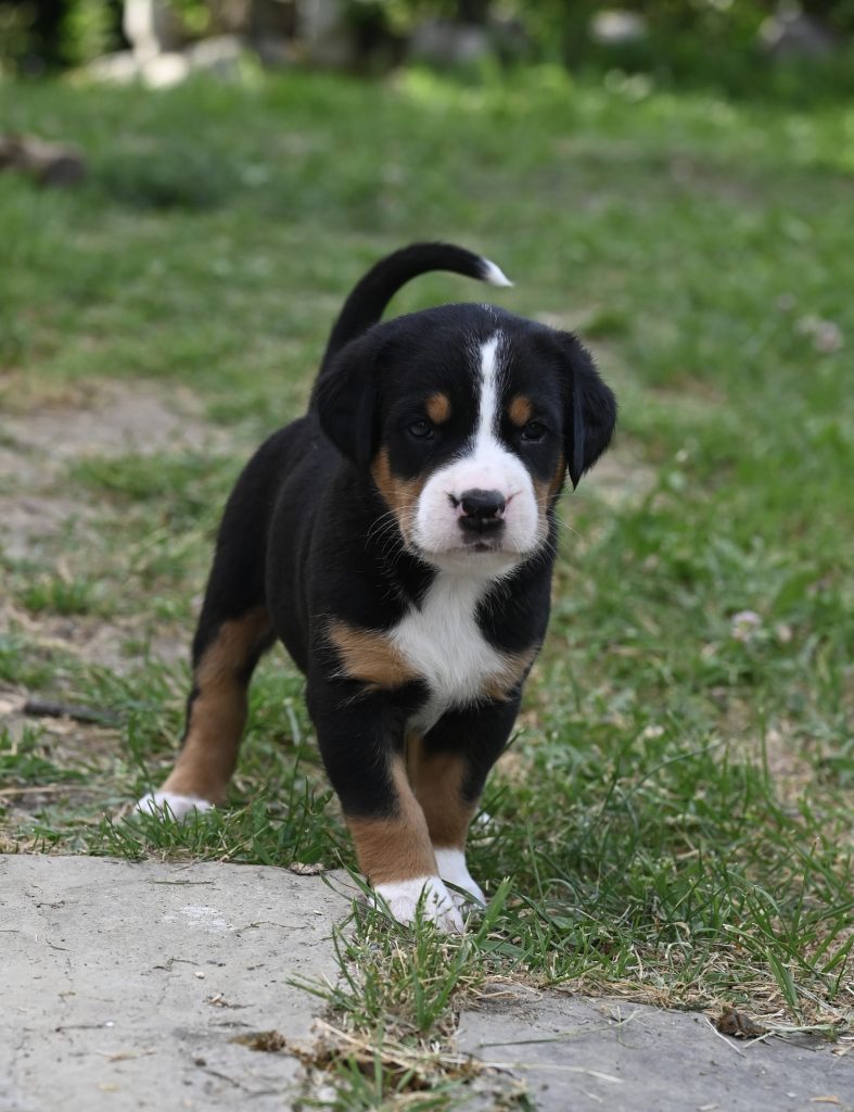CUCCIOLI DI GRANDE BOVARO SVIZZERO