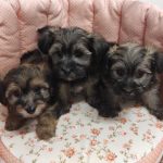 Bichon havanese cerca casa