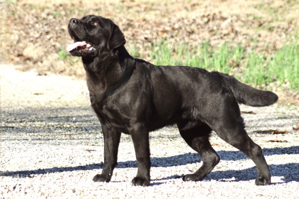 Cuccioli labrador disponibili