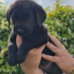 Cuccioli labrador disponibili