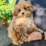 MALTIPOO ( INCROCIO MALTESE PER BARBONCINO)