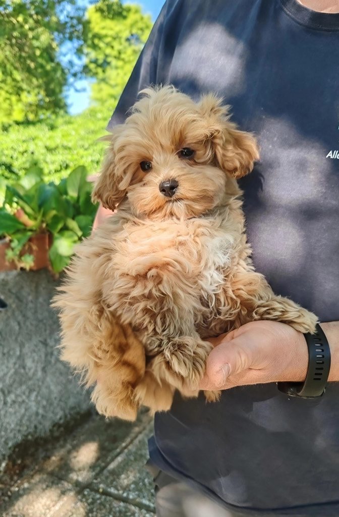 MALTIPOO ( INCROCIO MALTESE PER BARBONCINO)