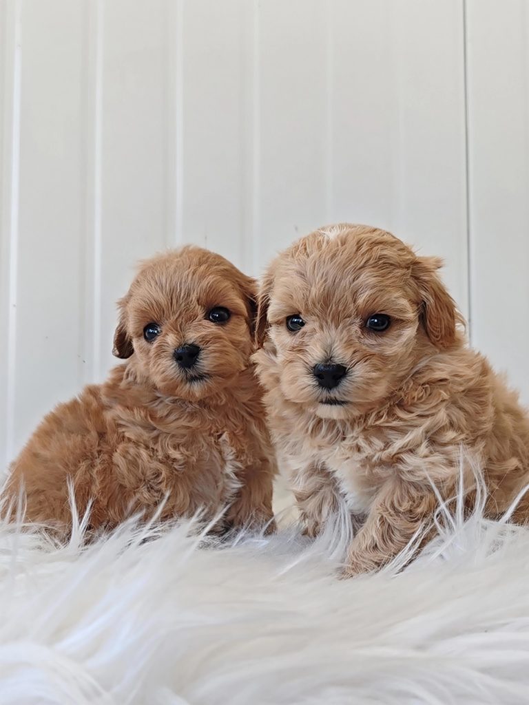 MALTIPOO ( INCROCIO MALTESE PER BARBONCINO)