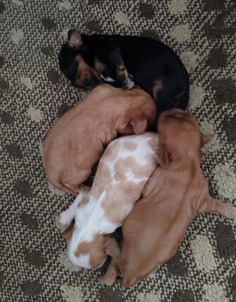CAVALIER KING CON PEDIGREE ENCI