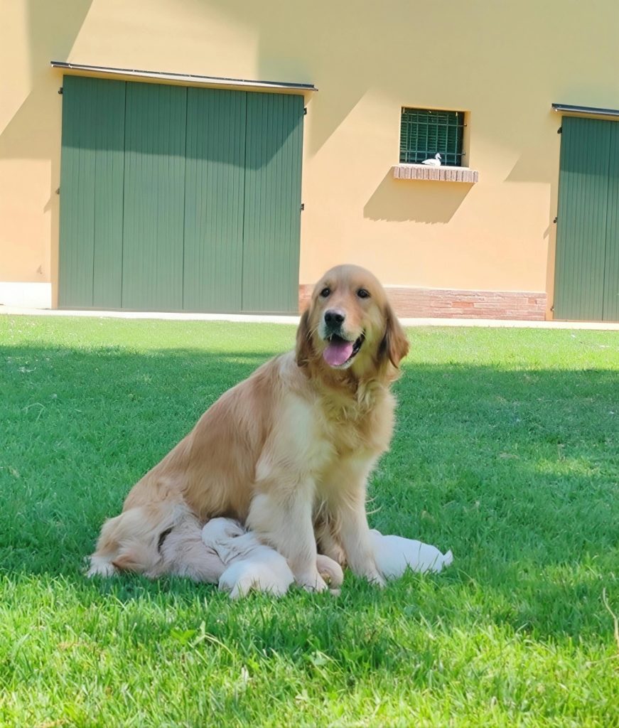 GOLDEN CUCCIOLI CON PEDIGREE ENCI