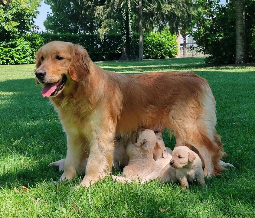 GOLDEN CUCCIOLI CON PEDIGREE ENCI