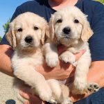 GOLDEN CUCCIOLI CON PEDIGREE ENCI