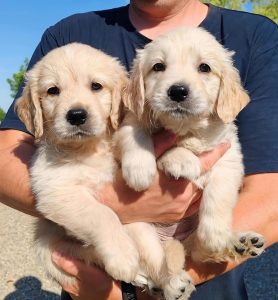GOLDEN CUCCIOLI CON PEDIGREE ENCI