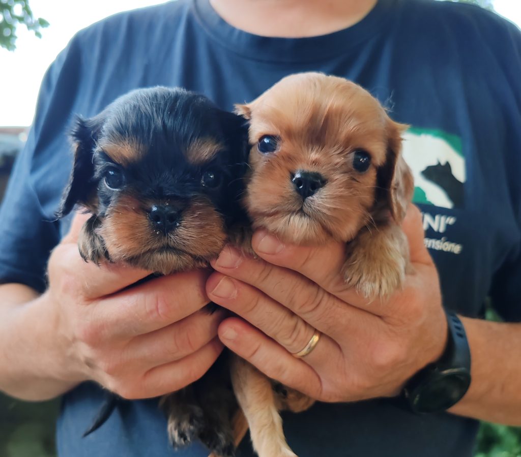 CAVALIER KING CON PEDIGREE ENCI