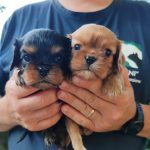 CAVALIER KING CON PEDIGREE ENCI