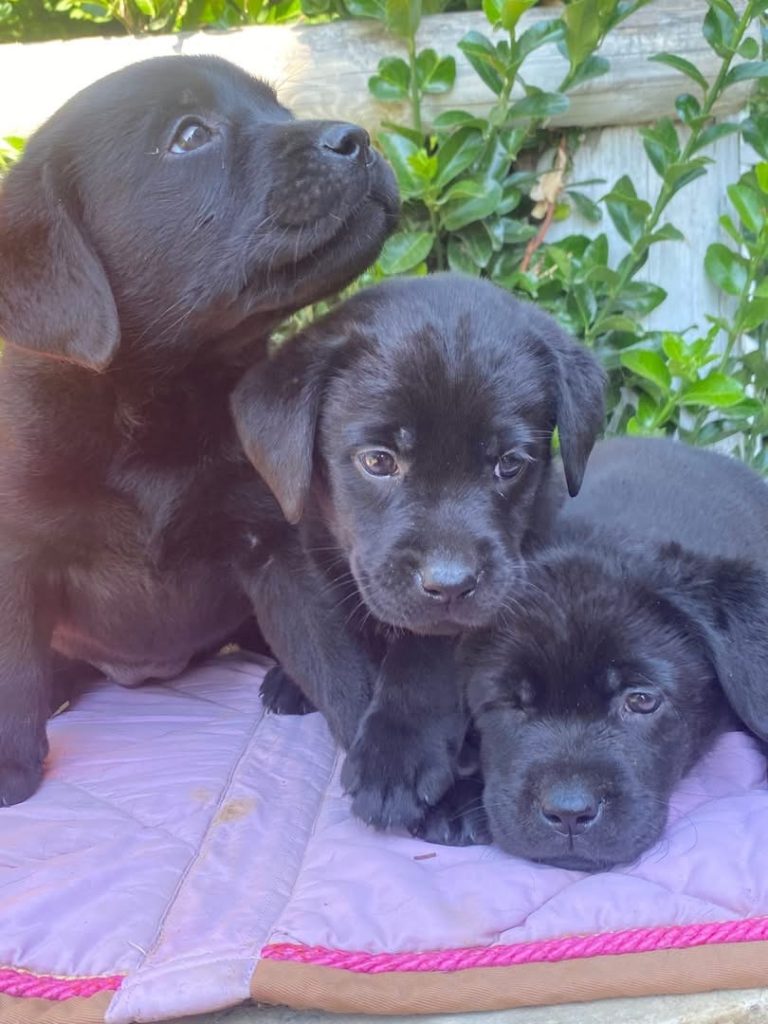 Labrador con pedegree ENCI