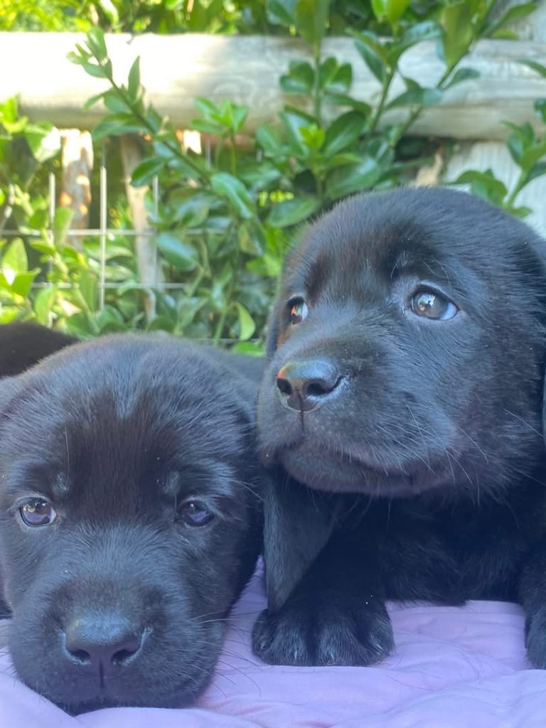 Labrador con pedegree ENCI