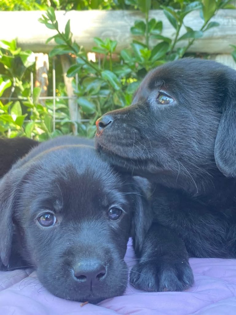 Labrador con pedegree ENCI