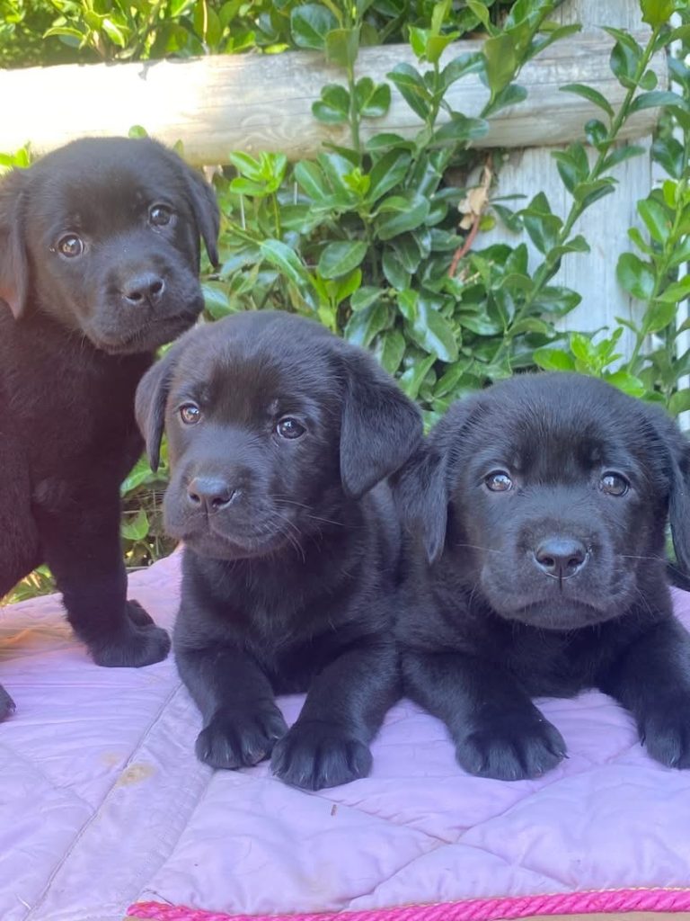 Labrador con pedegree ENCI