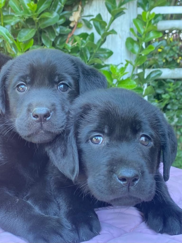 Labrador con pedegree ENCI