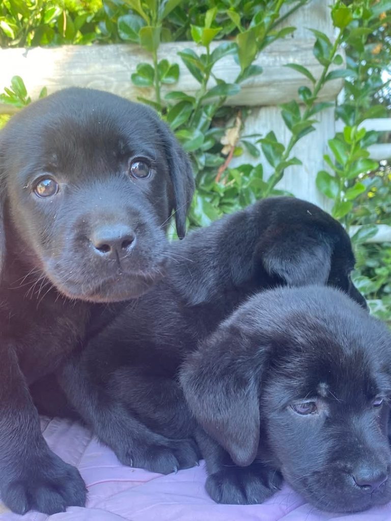 Labrador con pedegree ENCI