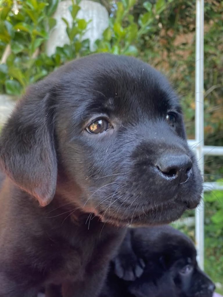 Labrador con pedegree ENCI