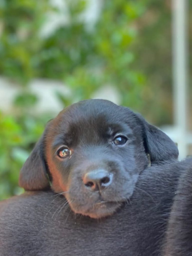 Labrador con pedegree ENCI