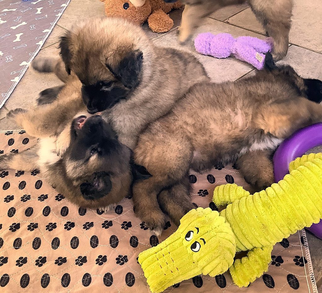 CUCCIOLO PASTORE BELGA TERVUEREN CON PEDIGREE ENCI