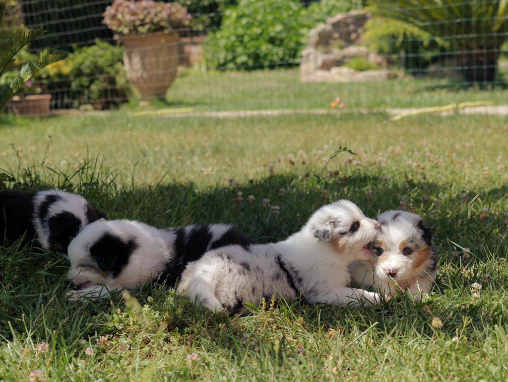 Vendita Cuccioli Pastore Australiano Pedigree