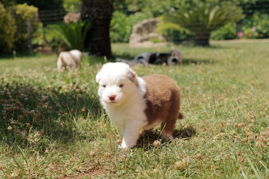 Vendita Cuccioli Pastore Australiano Pedigree