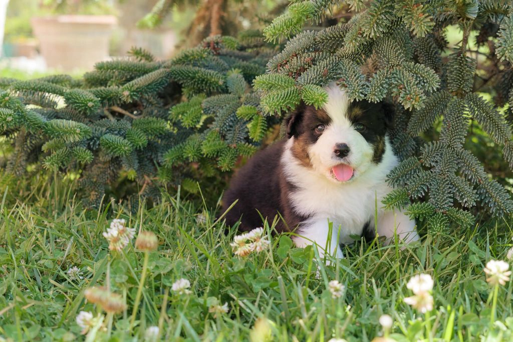 Vendita Cuccioli Pastore Australiano Pedigree