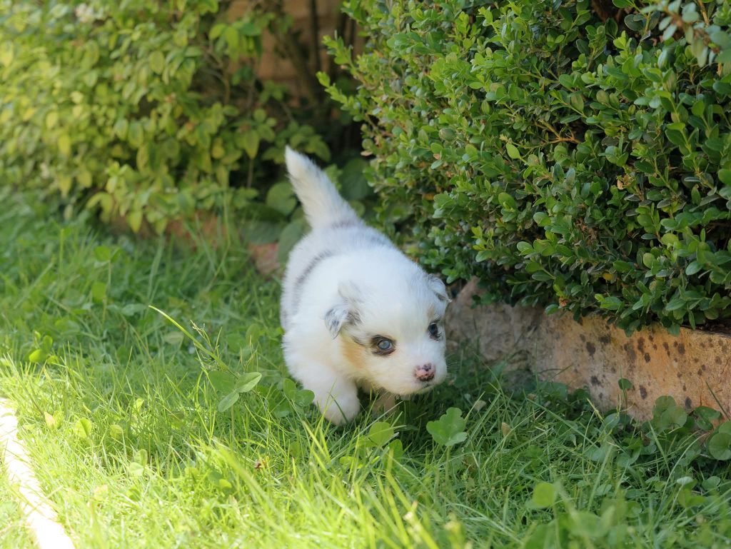 Vendita Cuccioli Pastore Australiano Pedigree