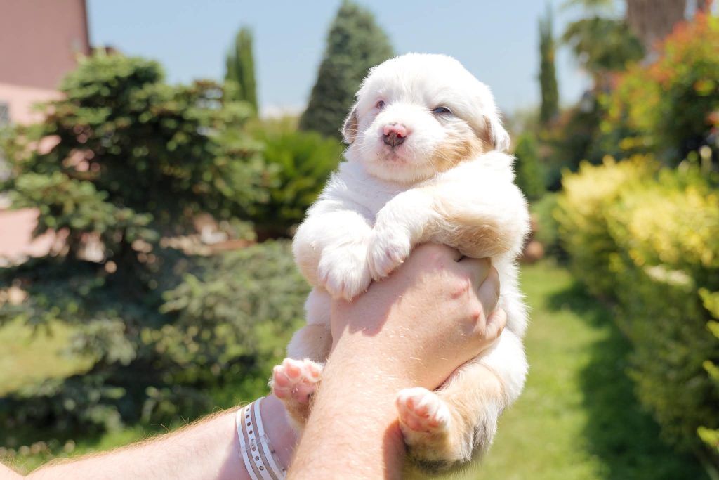 Vendita Cuccioli Pastore Australiano Pedigree