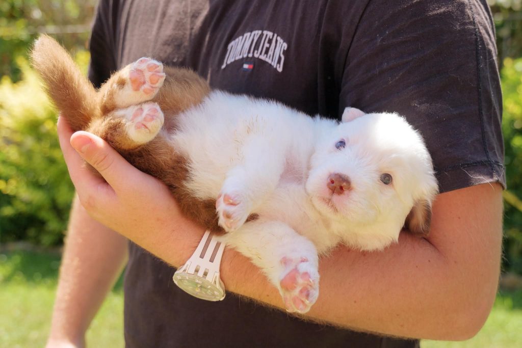 Vendita Cuccioli Pastore Australiano Pedigree