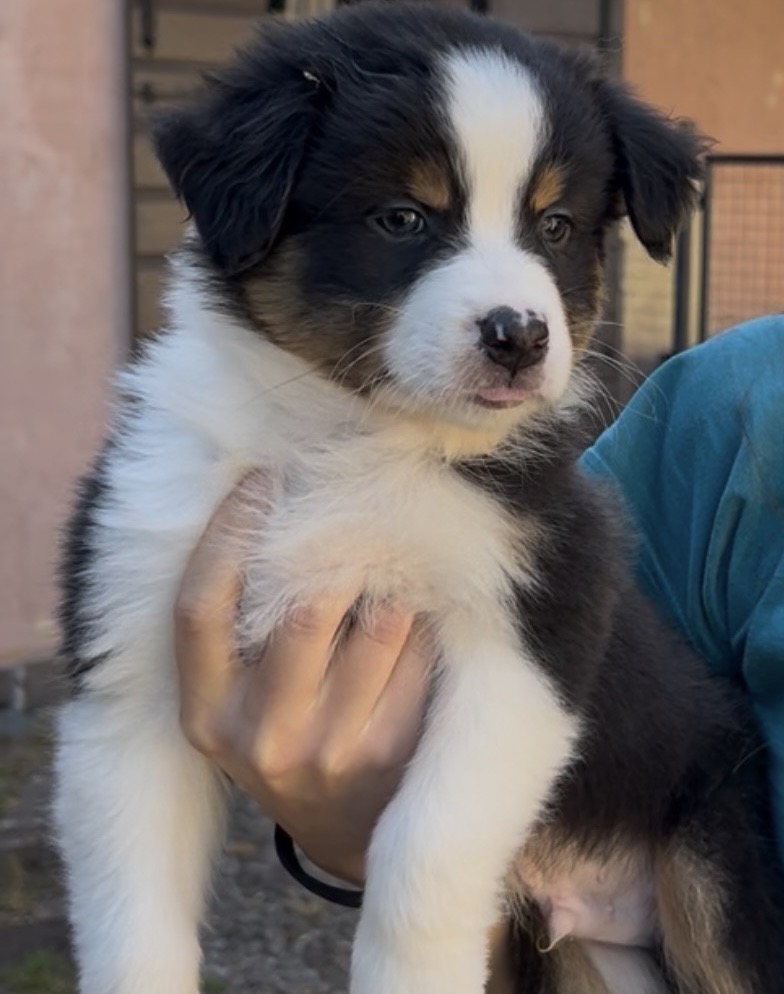 Cuccioli pastore australiano