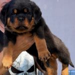 ROTTWEILER CON PEDIGREE
