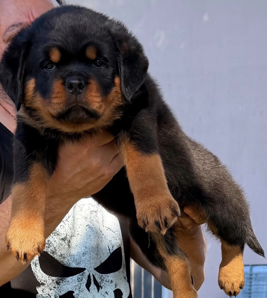 ROTTWEILER CON PEDIGREE