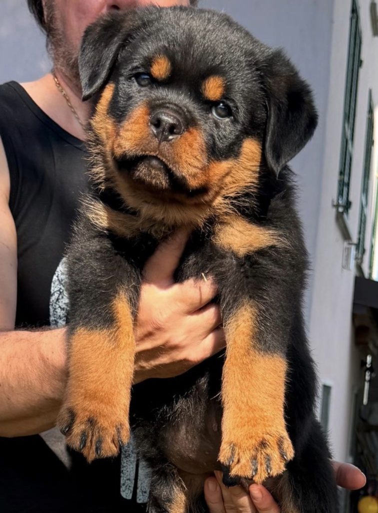 ROTTWEILER CON PEDIGREE