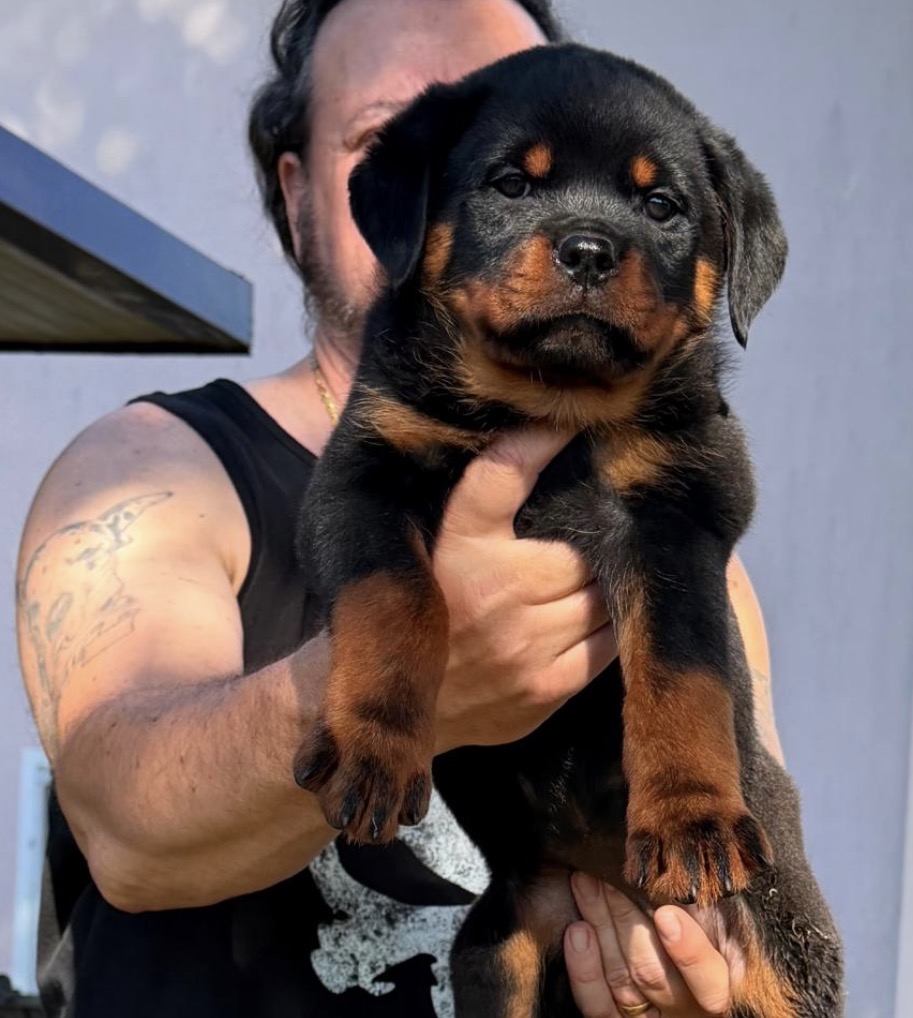 ROTTWEILER CON PEDIGREE