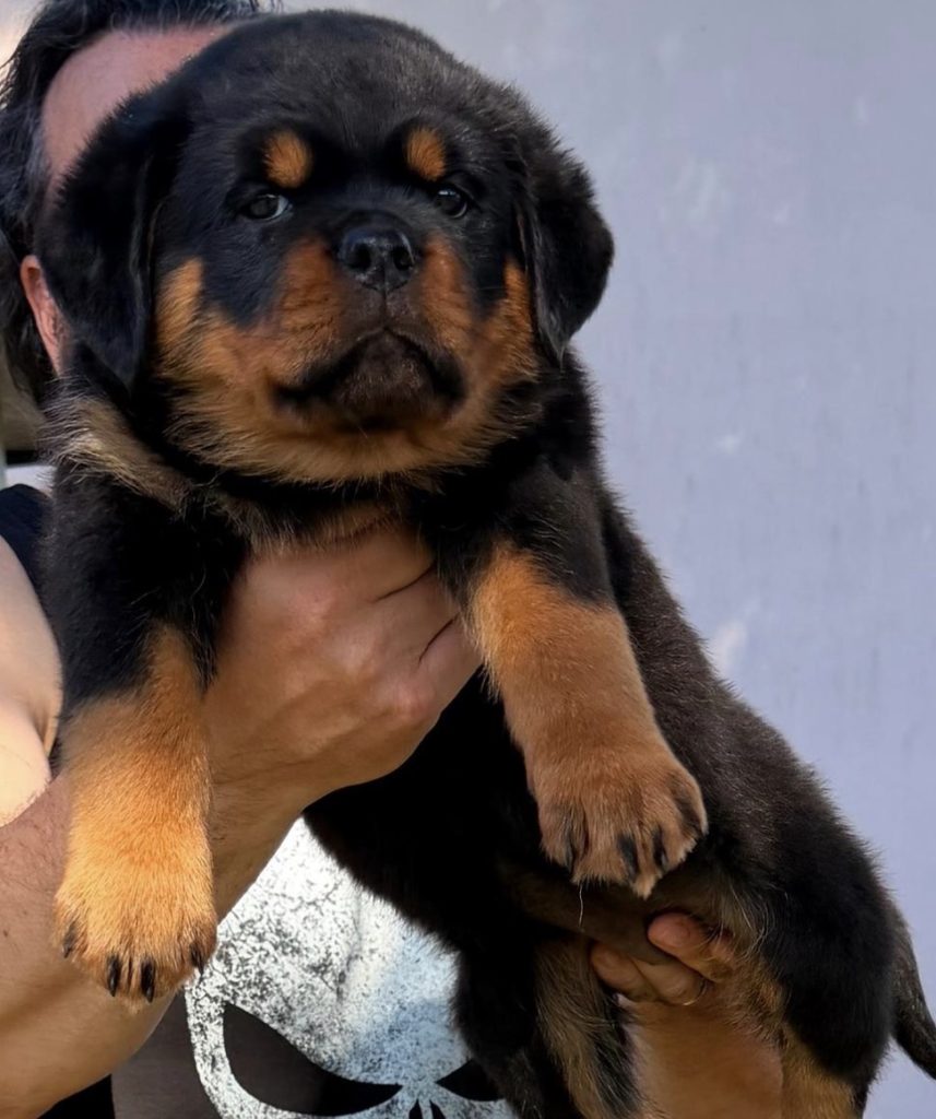 ROTTWEILER CON PEDIGREE