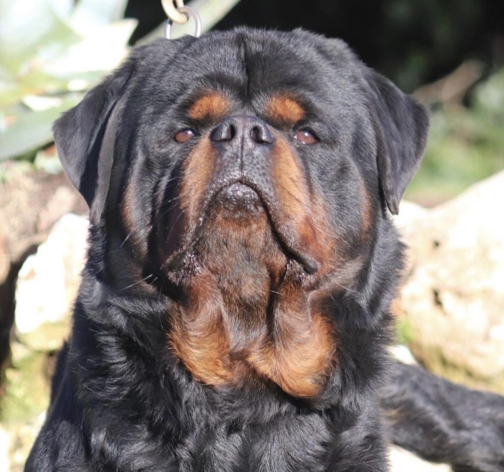 ROTTWEILER CON PEDIGREE