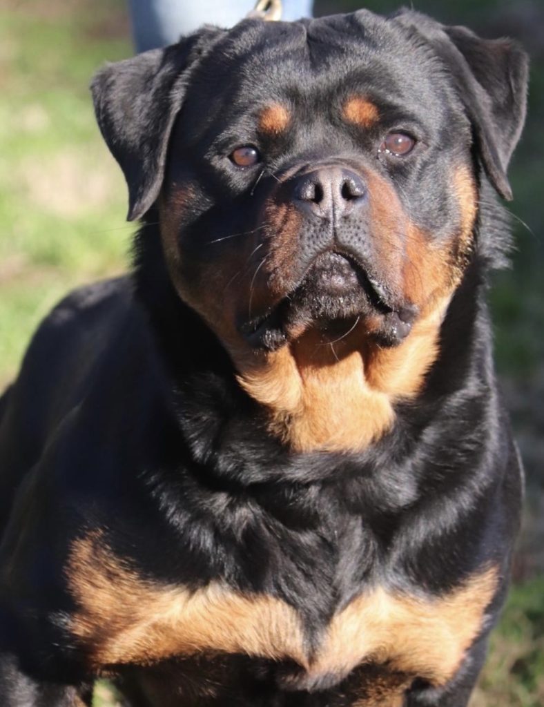 ROTTWEILER CON PEDIGREE