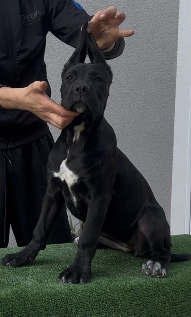 Cucciole cane corso con pedigree