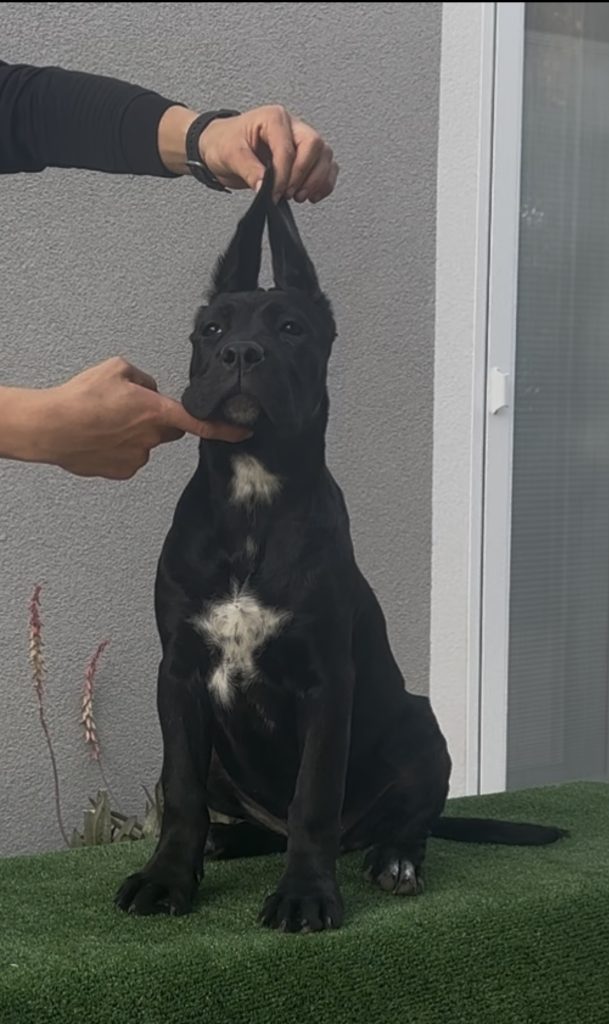 Cucciole cane corso con pedigree