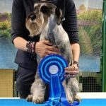Cucciole schnauzer medio pepe e sale