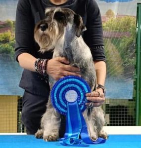 Cucciole schnauzer medio pepe e sale