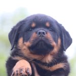 Maschio e femmina Rottweiler con pedigree