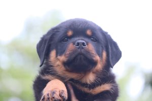 Maschio e femmina Rottweiler con pedigree